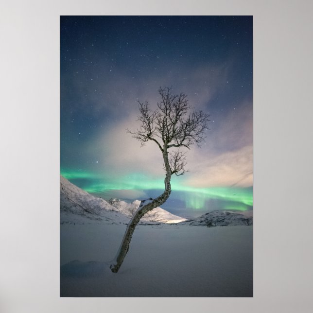 Northern Lights Tree Poster (Vorne)