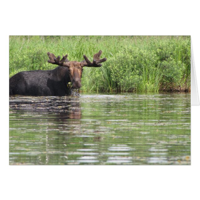 Northern Maine Moose (Vorderseite (Horizontal))