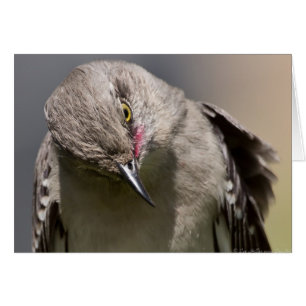 Northern Mockingbird nimmt Bow Apparel & Gifts