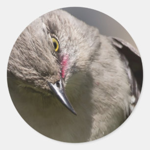 Northern Mockingbird nimmt Bow Apparel & Gifts Runder Aufkleber