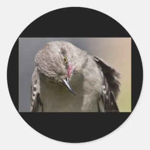 Northern Mockingbird nimmt Bow Apparel & Gifts Runder Aufkleber