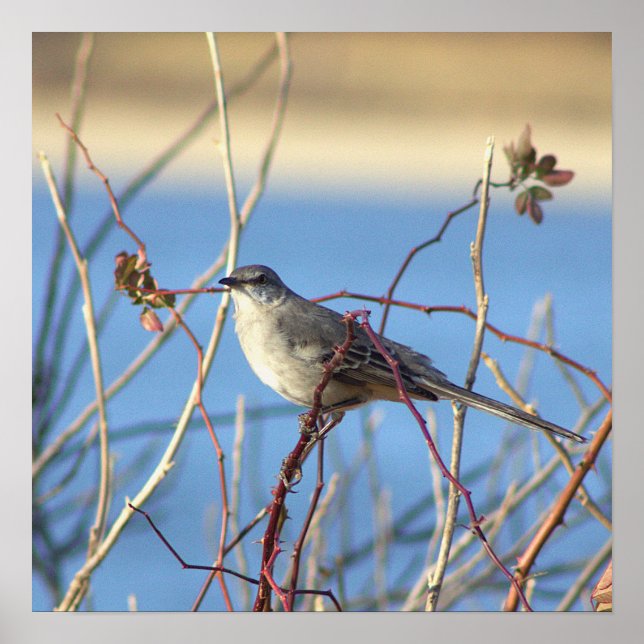 Northern Mockingbird Poster (Vorne)