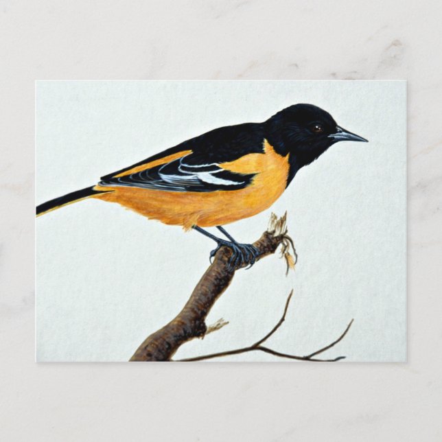 Northern Oriole Postkarte (Vorderseite)