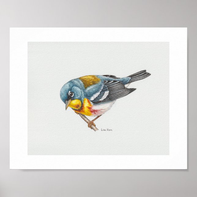 Northern Parula Warbler Art Print Poster (Vorne)