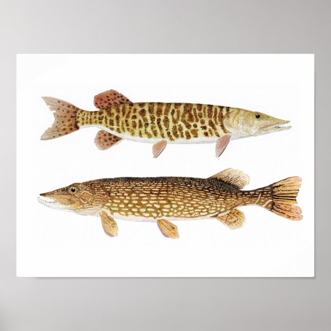 Northern Pike & Barred Muskie Art Poster (Vorne)
