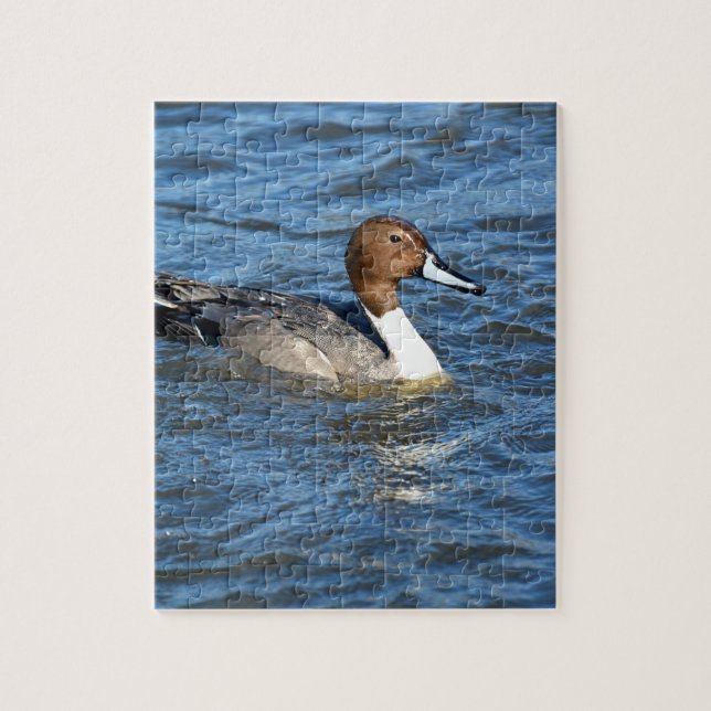 Northern Pintail Duck (Vertikal)