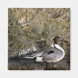 Northern Pintail Duck Magnet