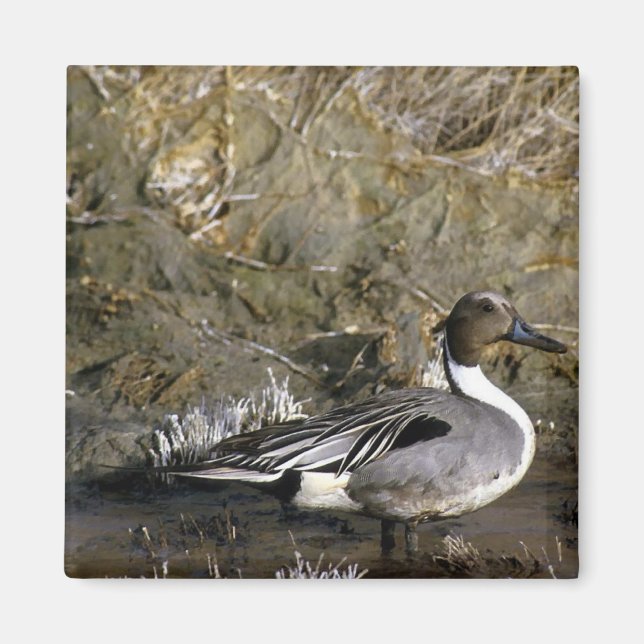 Northern Pintail Duck Magnet (Vorne)