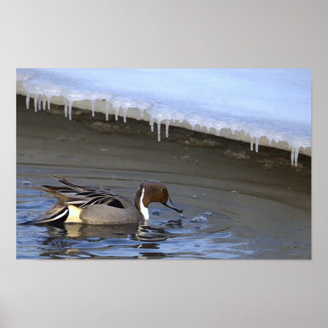 Northern Pintail Duck Photo Poster (Vorne)