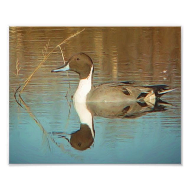Northern Pintail Duck Print Fotodruck (Vorne)