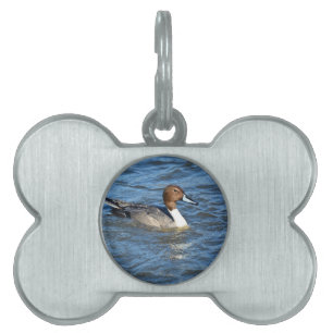 Northern Pintail Duck Tiermarke