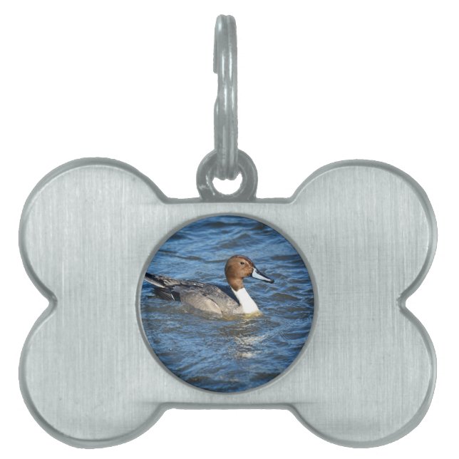 Northern Pintail Duck Tiermarke (Vorderseite)