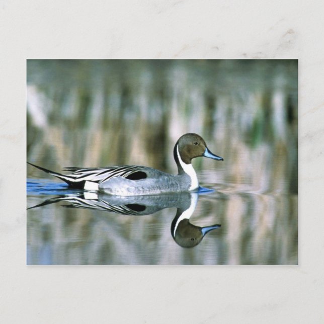 Northern Pintail Postkarte (Vorderseite)