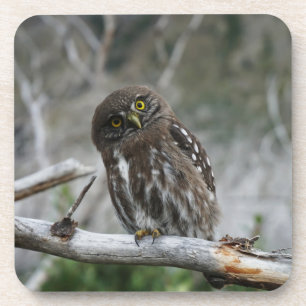 Northern Pygmy Owl Beyond Coaster Getränkeuntersetzer