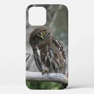 Northern Pygmy Owl iPhone 12 Pro Fall Case-Mate iPhone Hülle