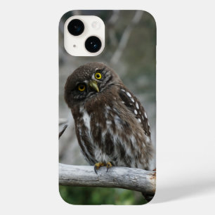 Northern Pygmy Owl iPhone 14 Hülle