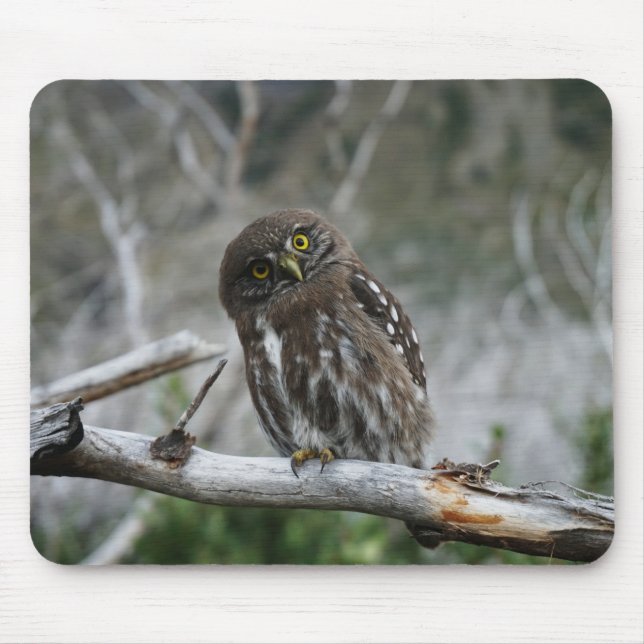 Northern Pygmy Owl Mousepad (Vorne)