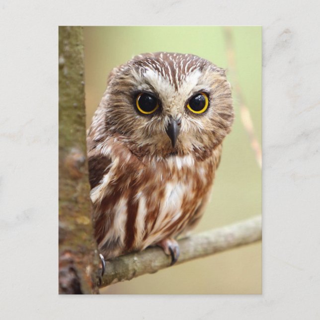 Northern Saw-whet Owl (Aegolius acadicus) Postkarte (Vorderseite)