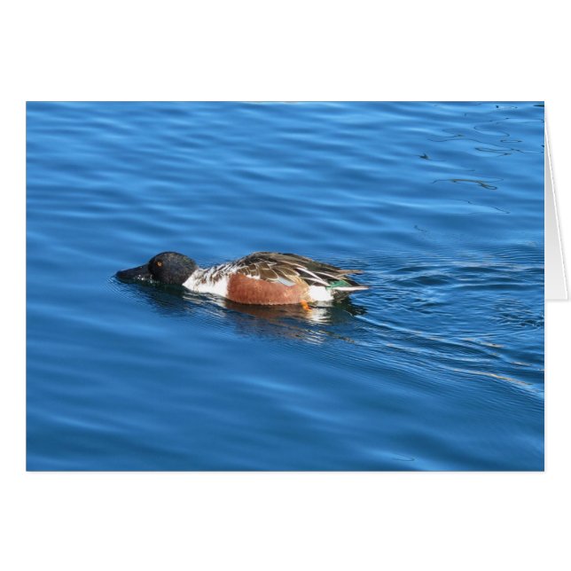 Northern Shoveler (Devant Horizontal)