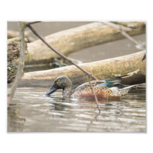 Northern Shoveler Duck Along Shore Fotografie