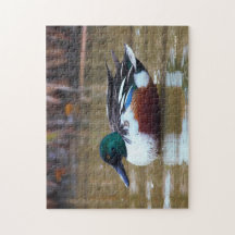 Northern Shoveler Duck am Teich