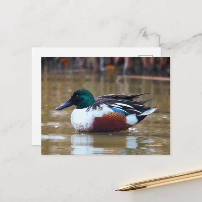 Northern Shoveler Duck am Teich Postkarte (Vorderseite/Rückseite Beispiel)