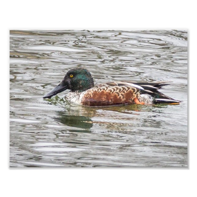 Northern Shoveler Duck Fotodruck (Vorne)