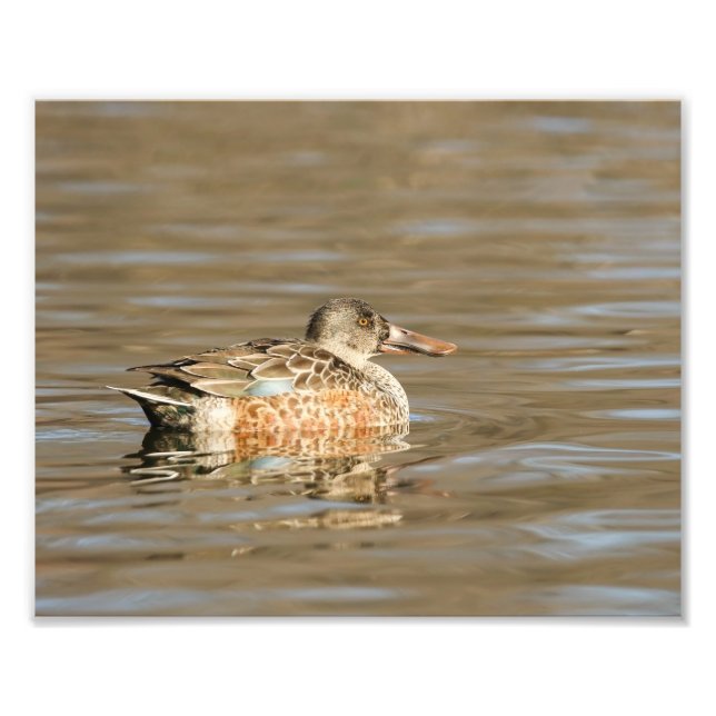 Northern Shoveler Female an der Bucht Fotodruck (Vorne)