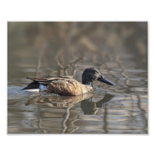 Northern Shoveler Fotografie Print