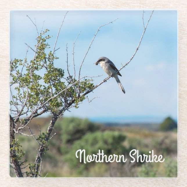 Northern Shrike Glasuntersetzer (Vorderseite)