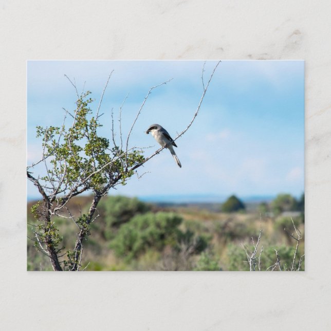 Northern Shrike Postkarte (Vorderseite)