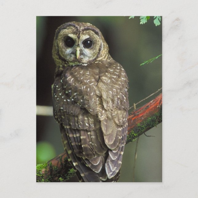 Northern Spotted Owl Postkarte (Vorderseite)