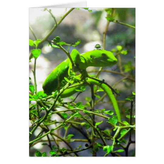 Northlandgrüner Gecko Karte