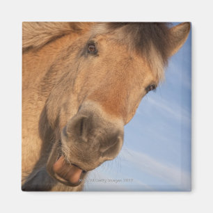 Northumberland, England 2 Magnet