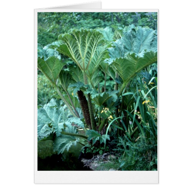 Northwest Island Garden (Vorne)