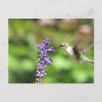 Northwood's Hummingbird Postcard Postkarte
