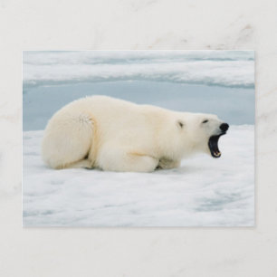 Norwegen, Svalbard-Archipel, Spitsbergen 3 Postkarte