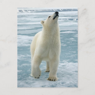 Norwegen, Svalbard-Archipel, Spitsbergen 8 Postkarte