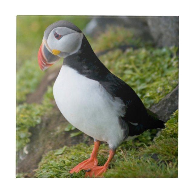 Norwegen, Svalbard Archipelago, Spitzbergen 9 Fliese (Vorderseite)