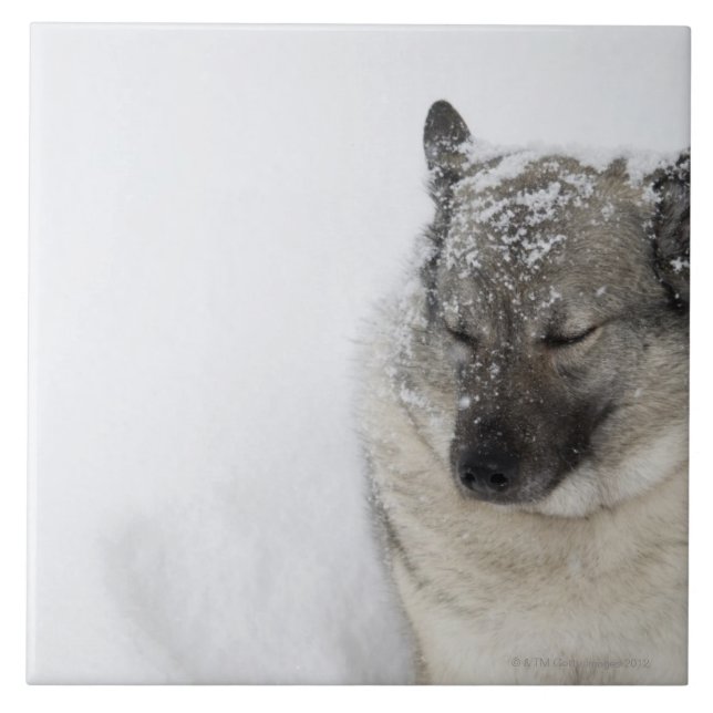 Norweger Elkhound Fliese (Vorderseite)