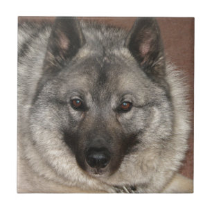 Norweger Elkhound Fliese