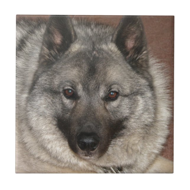 Norweger Elkhound Fliese (Vorderseite)