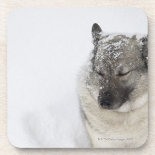 Norweger Elkhound Getränkeuntersetzer