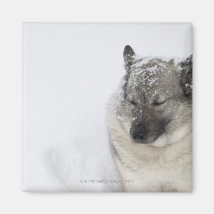 Norweger Elkhound Magnet