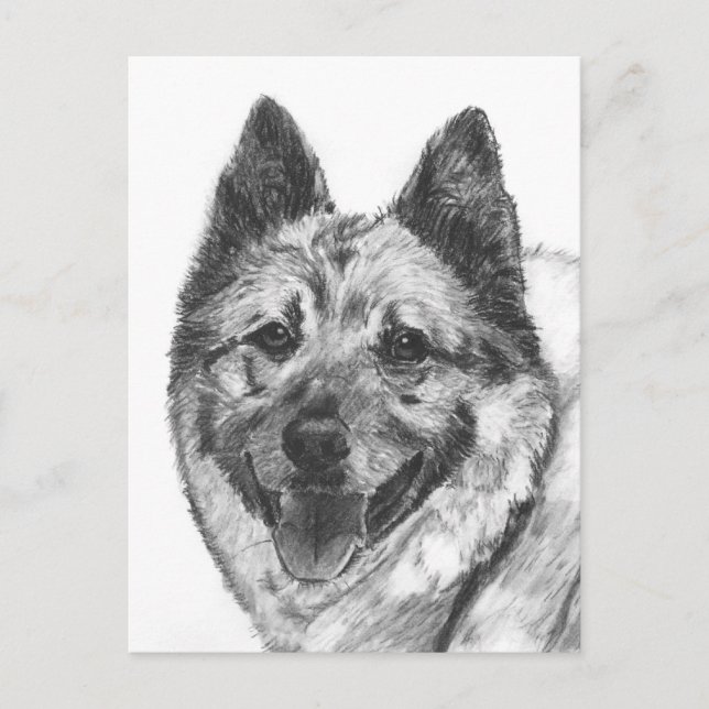 Norwegian Elkhound Sketch Postkarte (Vorderseite)