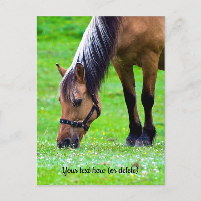 Norwegian Fjord Horse Postcard Postkarte (Vorderseite)