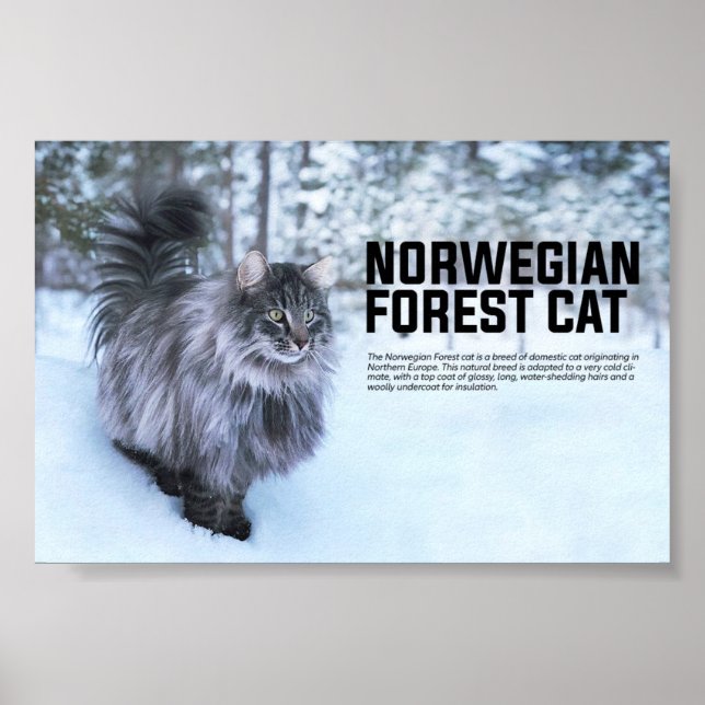Norwegian Forest Cat Breed Poster (Vorne)