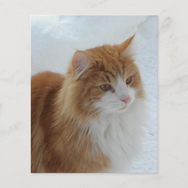 Norwegisch_Forest_Cat (Vorderseite)