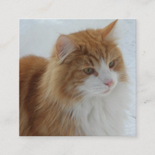 Norwegisch_Forest_Cat Begleitkarte (Vorderseite)