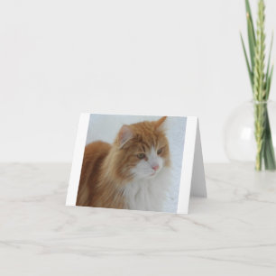 Norwegisch_Forest_Cat Karte